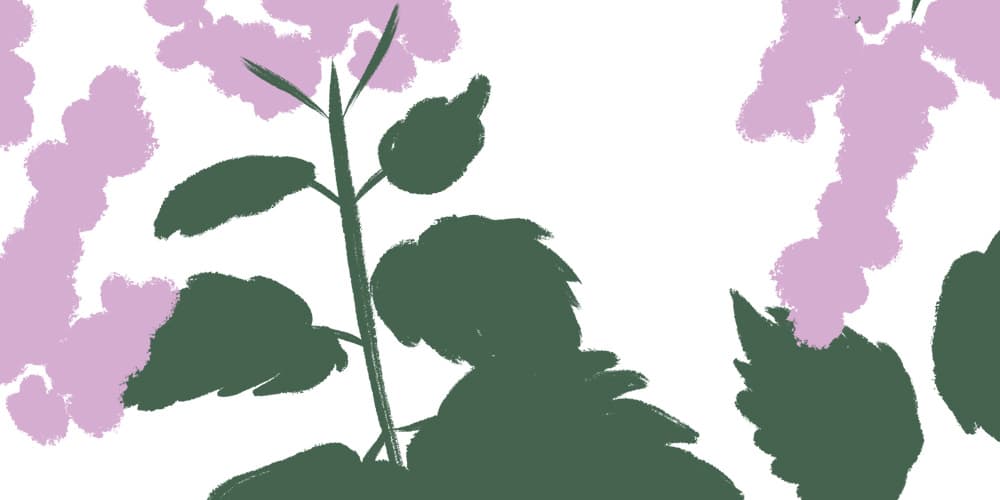 Sandalwood & Patchouli